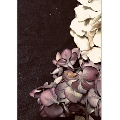 A close-up canvas art print floral photograph showing clusters of mauve-purple and off-white hydrangea petals against a very dark brown to black textured background.