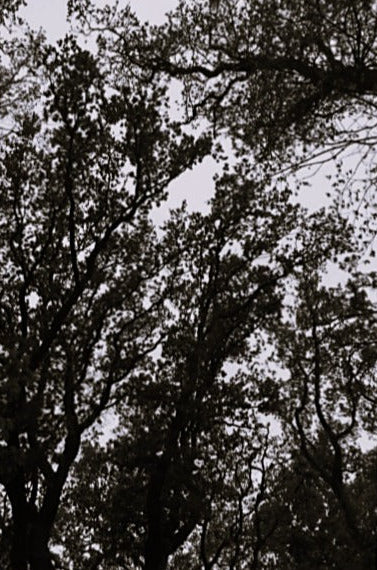 A vertical photographic art print of dark tree silhouettes against a pale sky, shown centered on a light gray background.