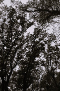 A vertical photographic art print of dark tree silhouettes against a pale sky, shown centered on a light gray background.