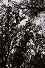 A vertical photographic art print of dark tree silhouettes against a pale sky, shown centered on a light gray background.
